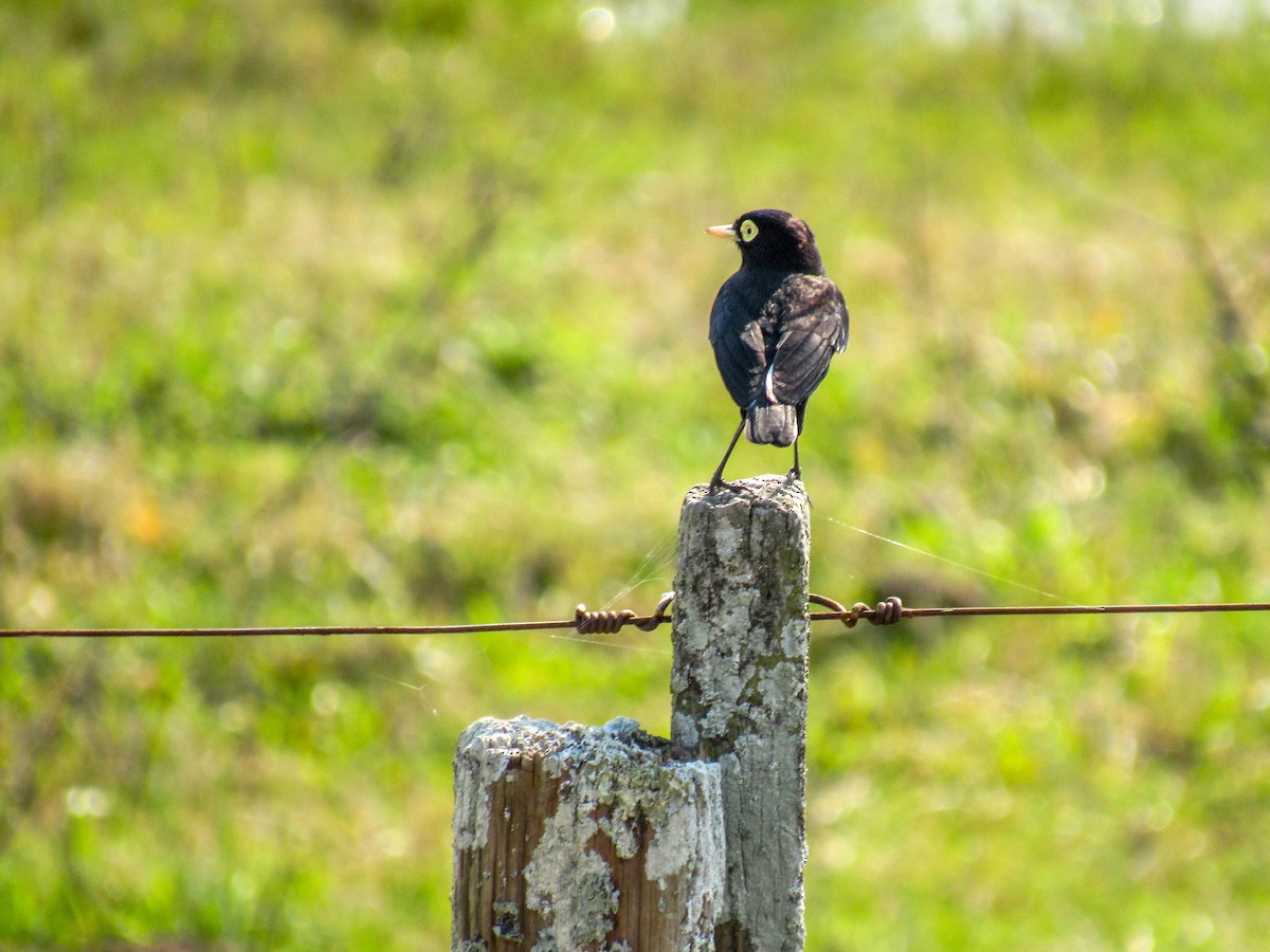 Spectacled Tyrant - Luis  Weymar Junior