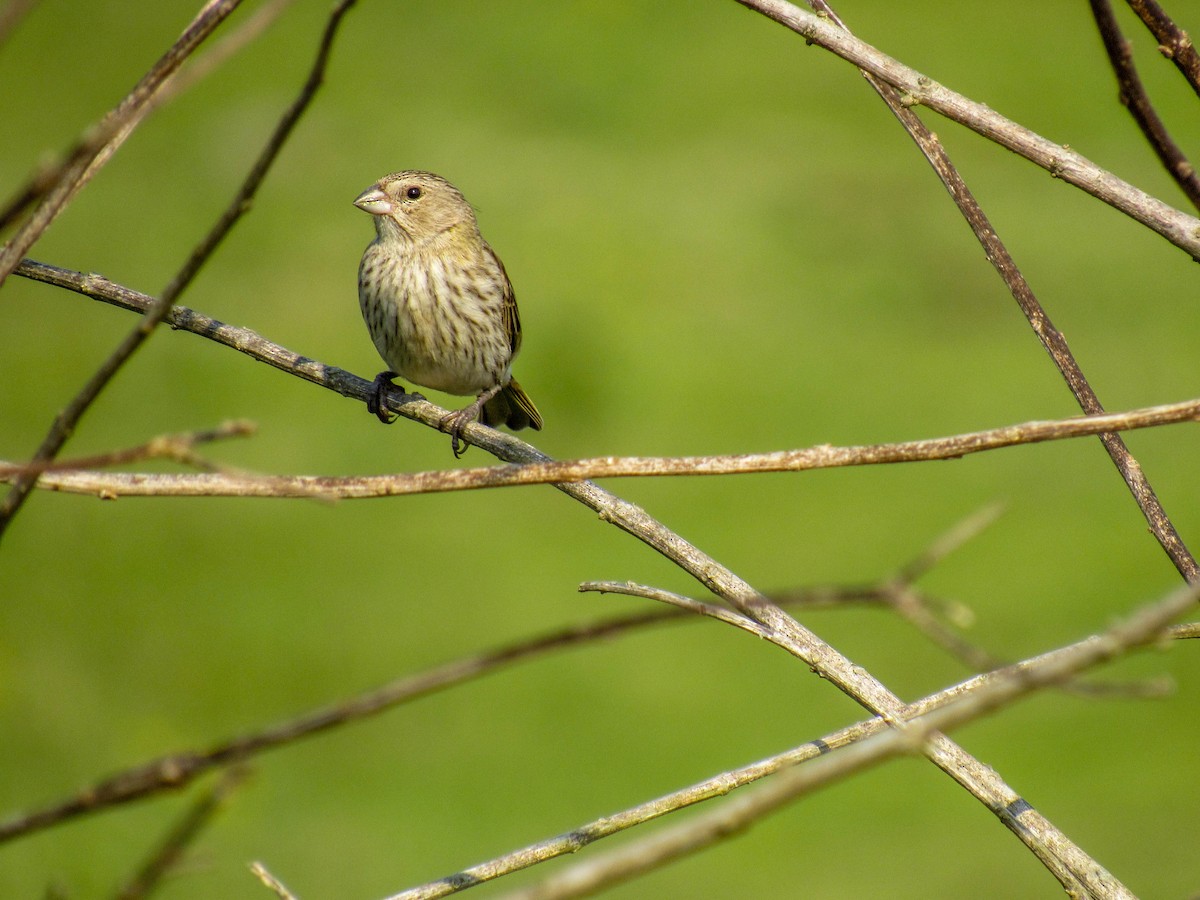 Saffron Finch - ML362660191