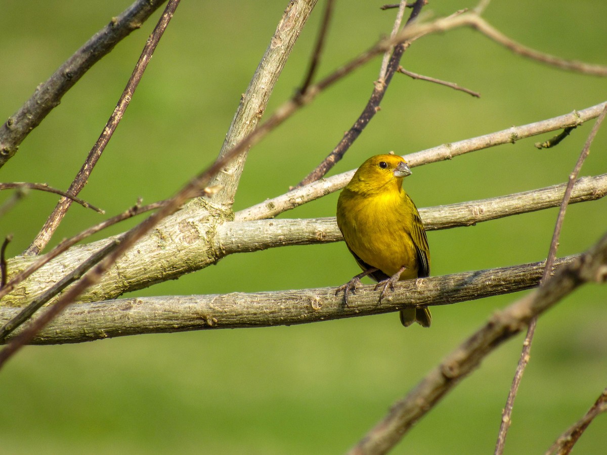 Saffron Finch - ML362660231