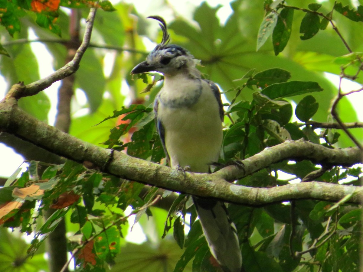 White-throated Magpie-Jay - ML362660571