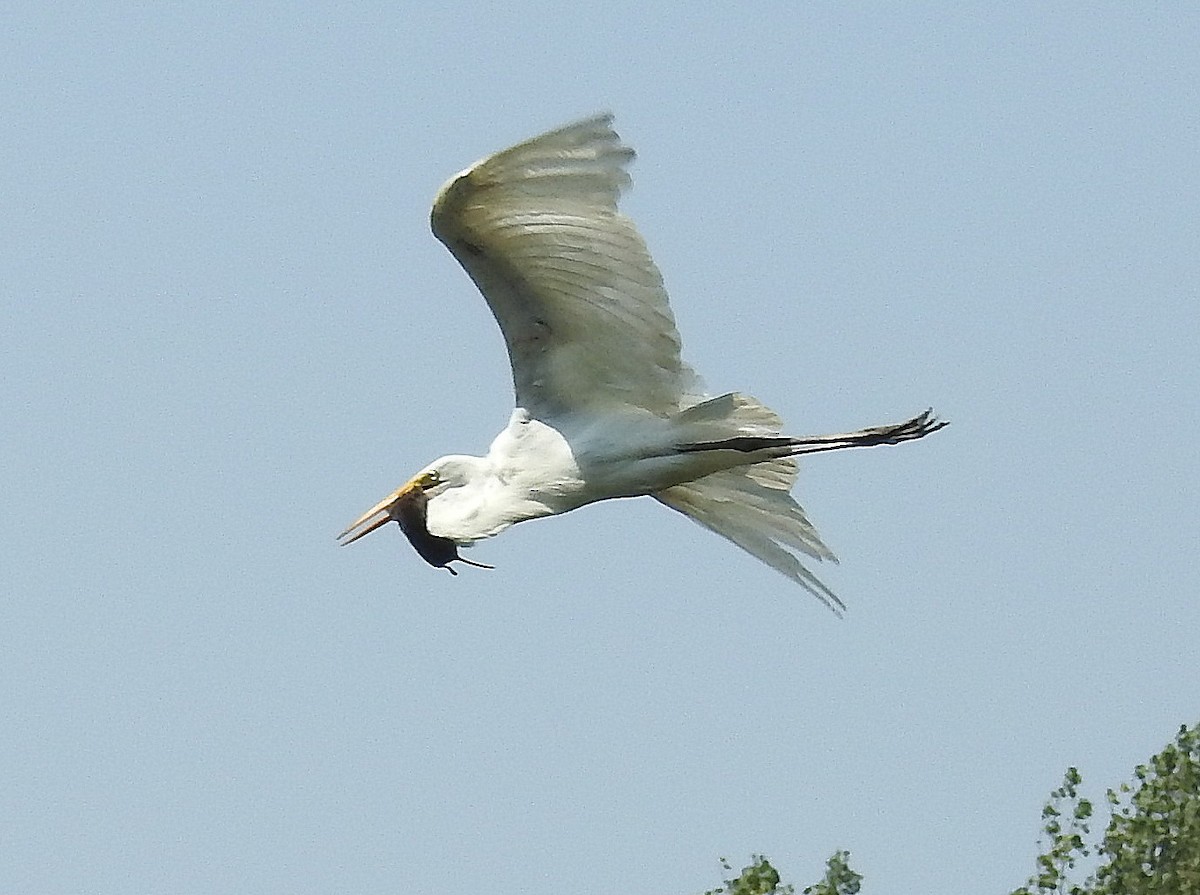 Great Egret - shelley seidman