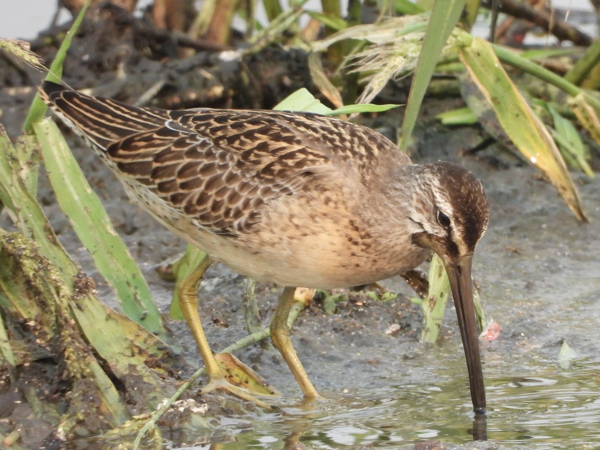 kortnebbekkasinsnipe - ML362663731