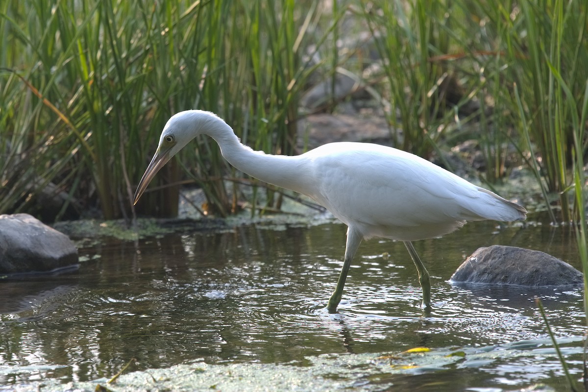 Little Blue Heron - ML362664511