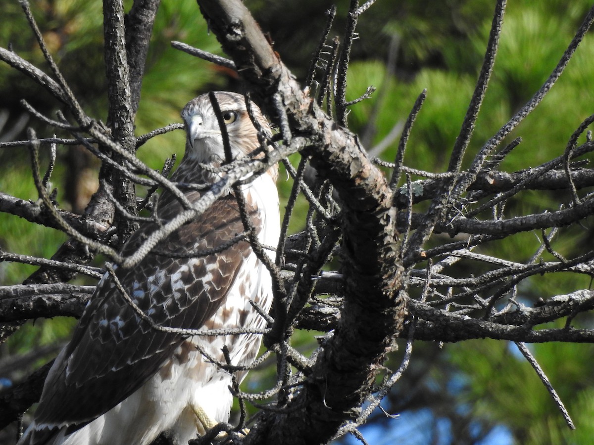 Red-tailed Hawk - ML36266631