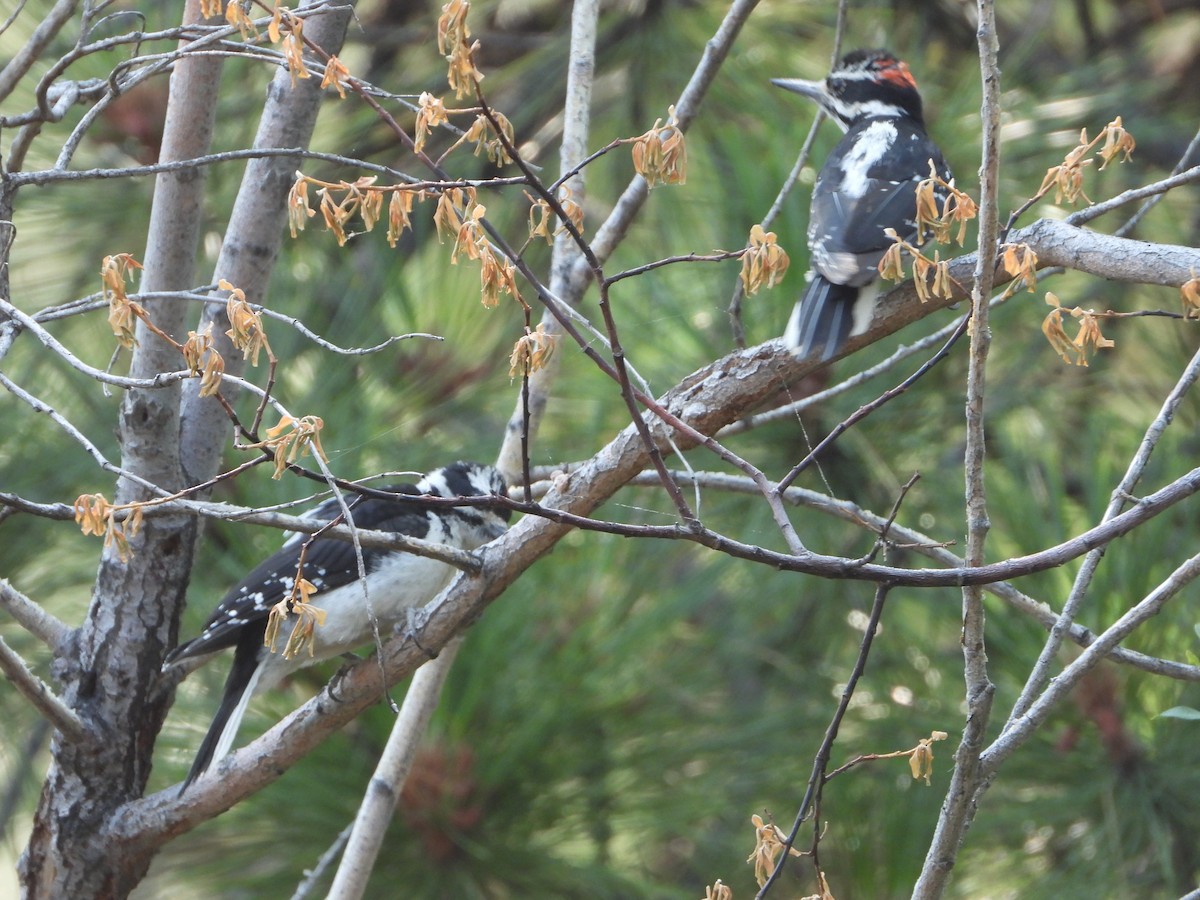 Hairy Woodpecker (Rocky Mts.) - ML362667021