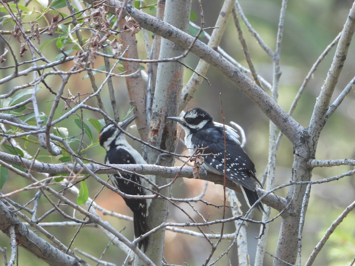 Hairy Woodpecker (Rocky Mts.) - ML362667031