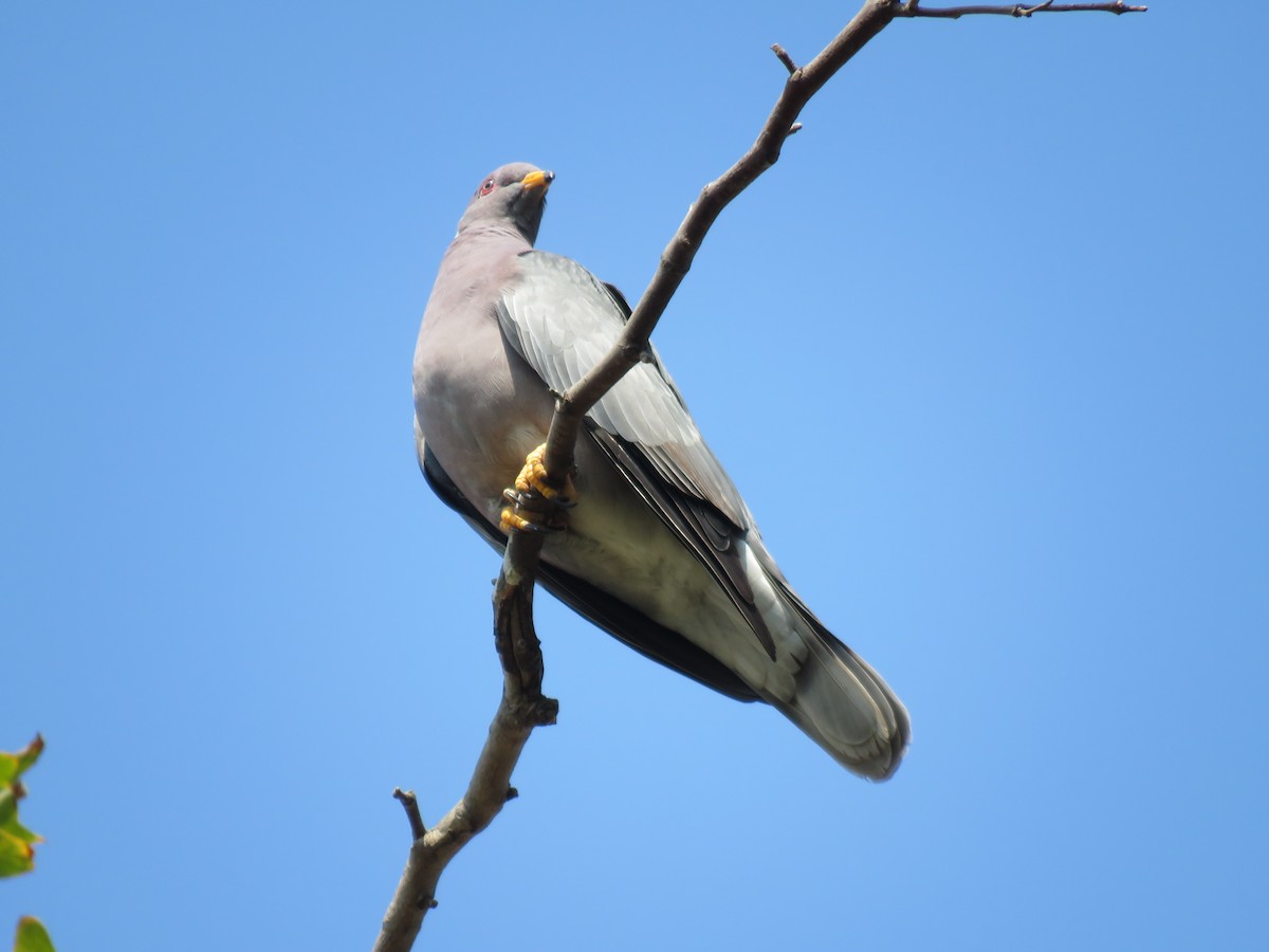 Band-tailed Pigeon - ML362667451