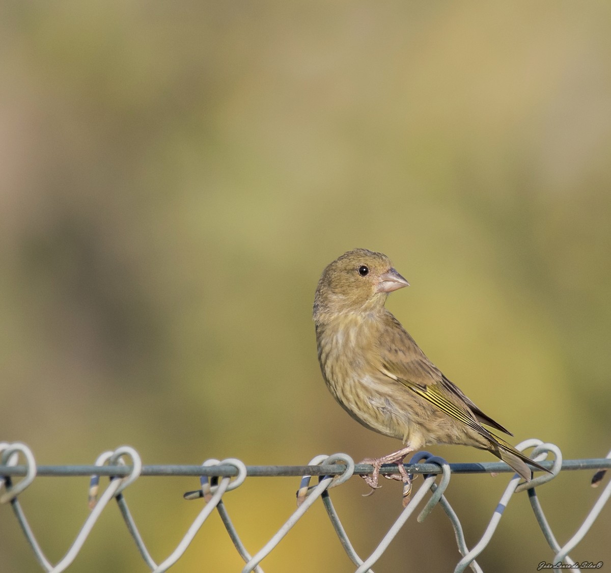 Зеленяк звичайний - ML362669061