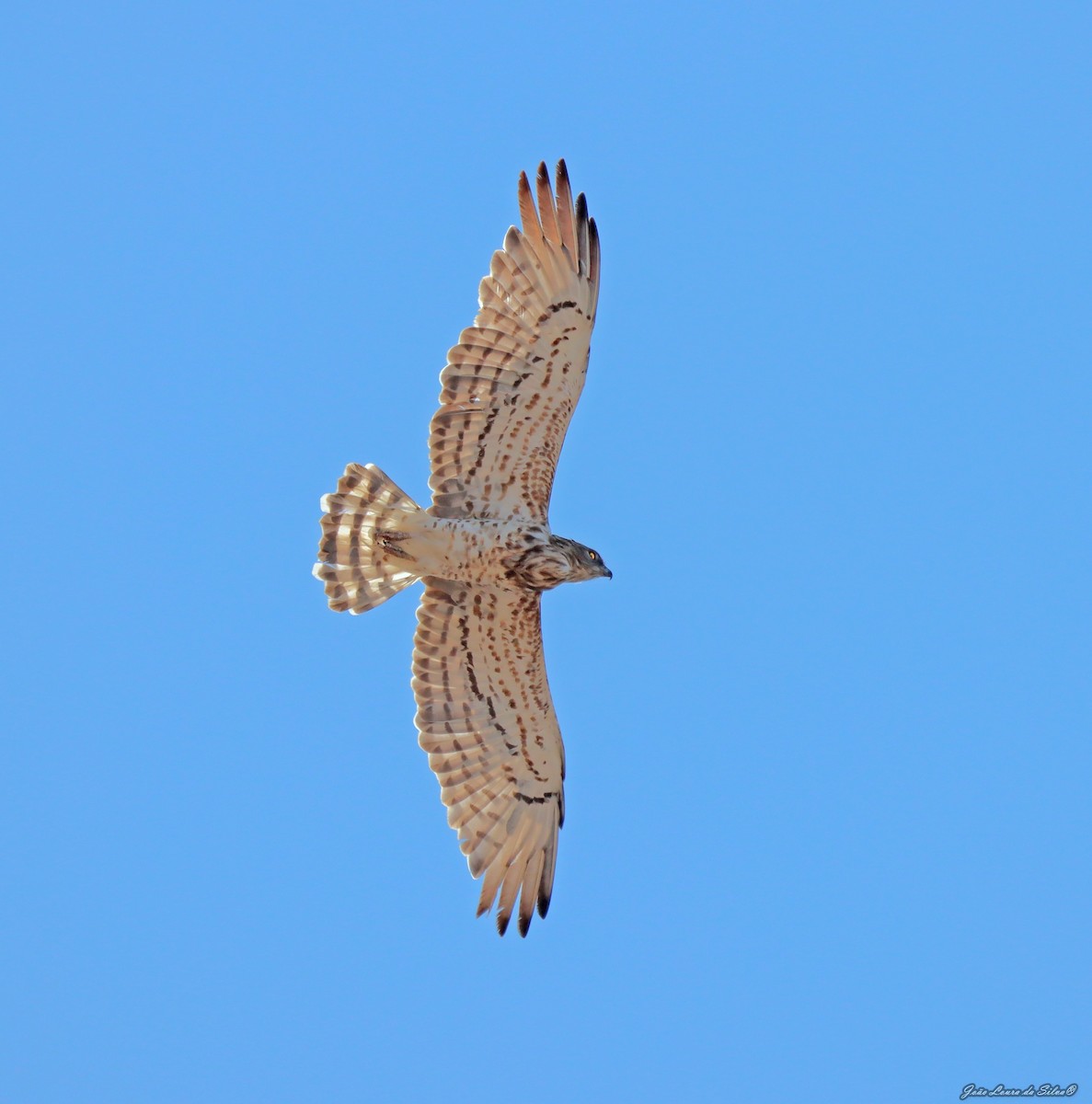 Змієїд блакитноногий - ML362669291