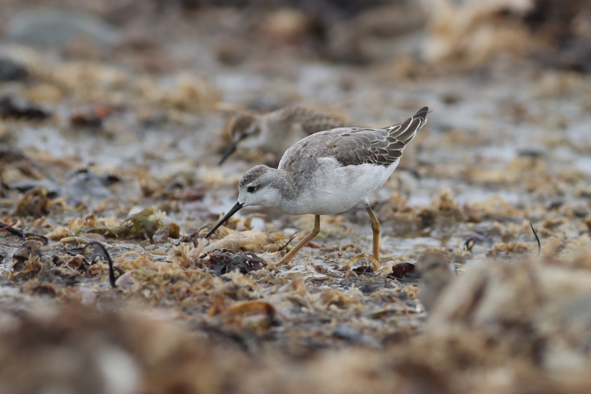 Wilson's Phalarope - ML362669331