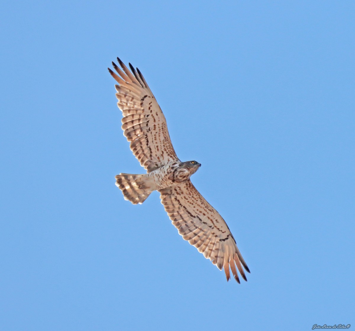 Змієїд блакитноногий - ML362669391