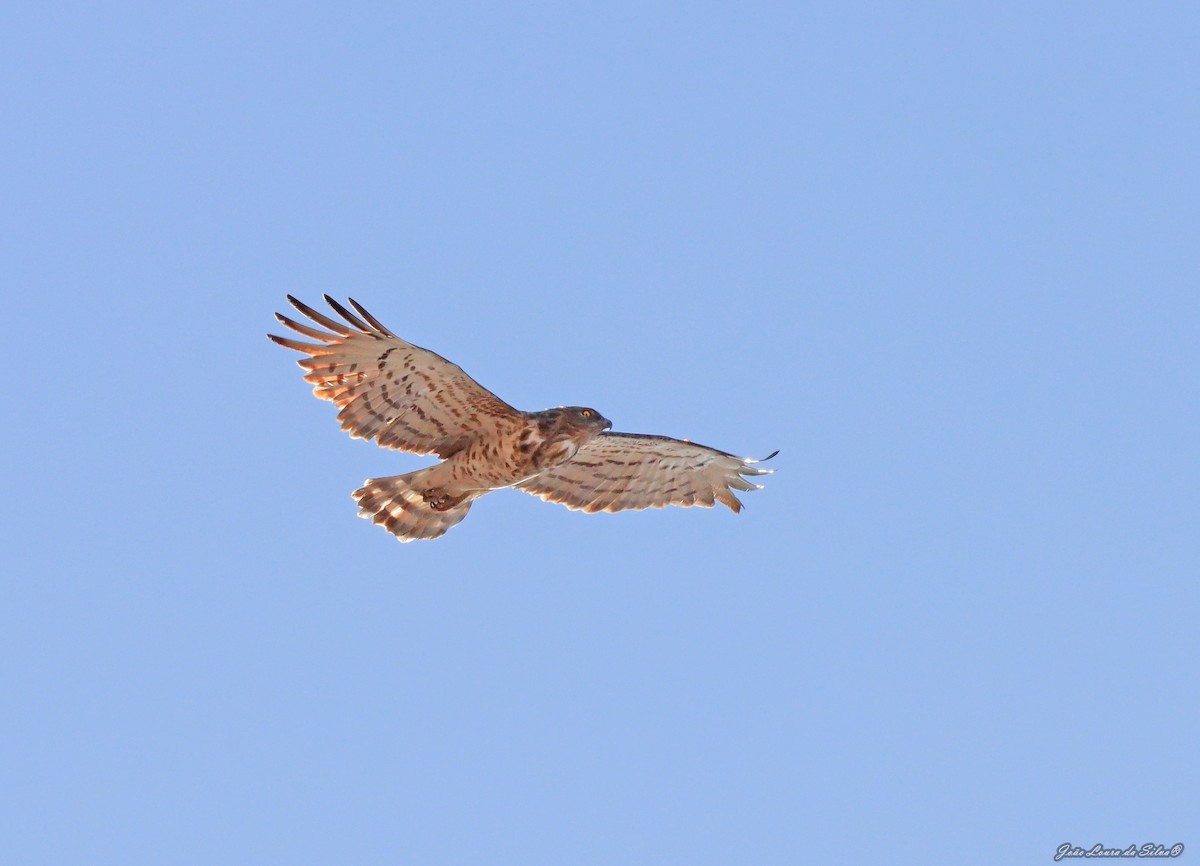 Змієїд блакитноногий - ML362669431