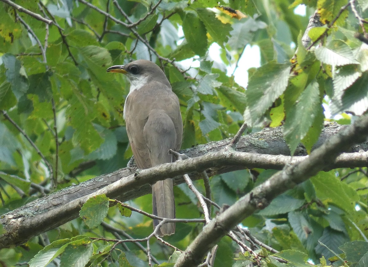 Yellow-billed Cuckoo - Michelle Browning