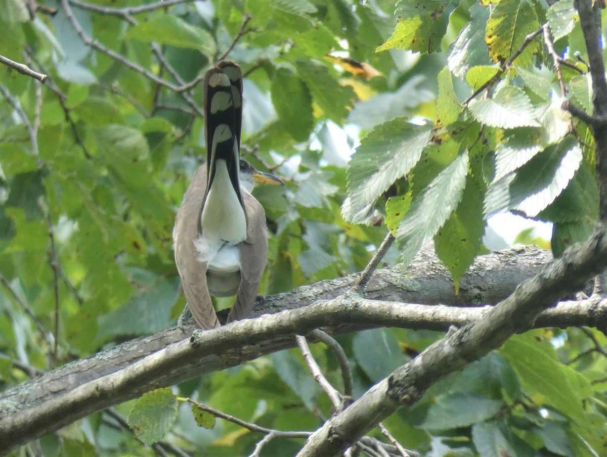 Yellow-billed Cuckoo - ML362669521