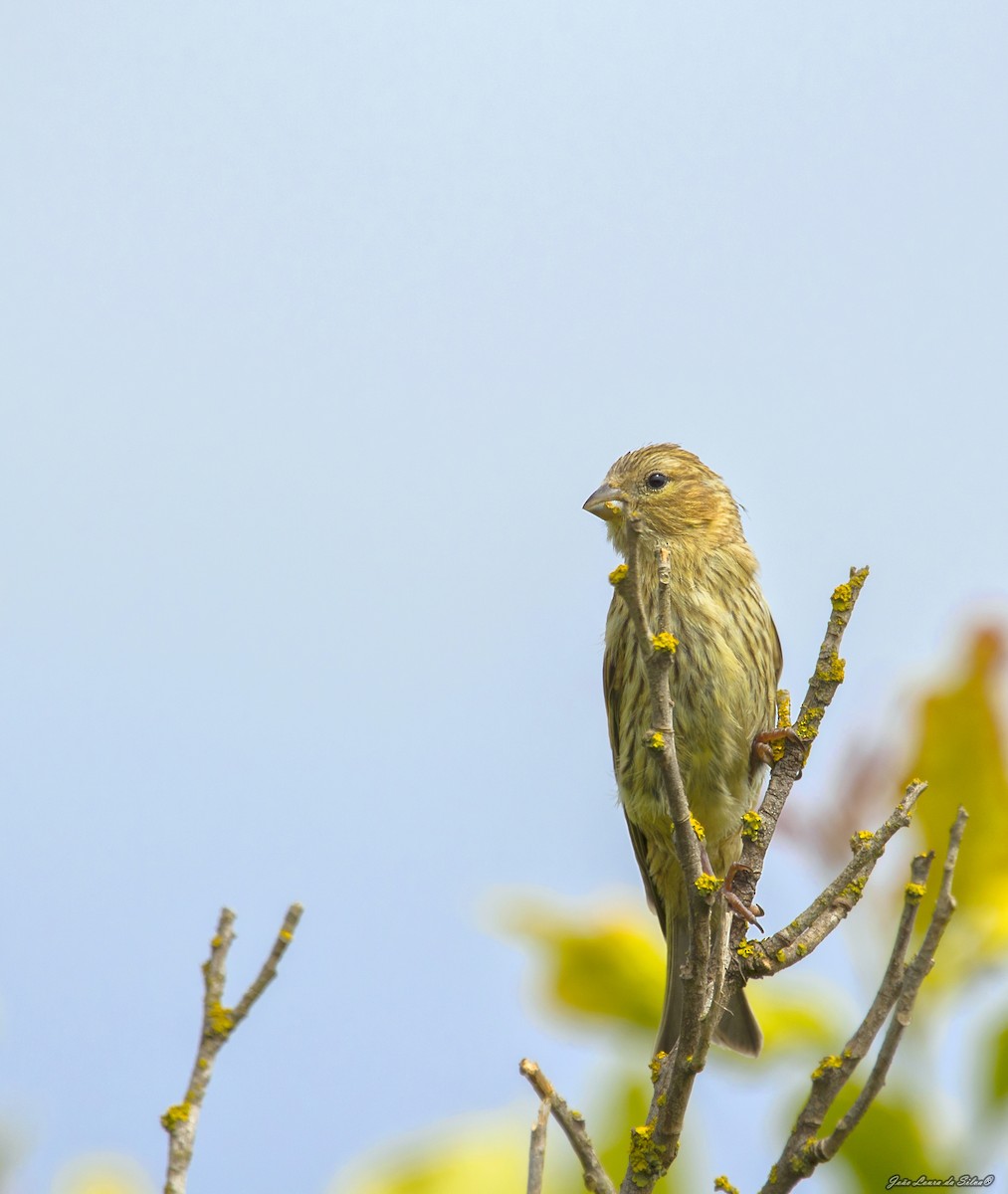 Щедрик європейський - ML362669541