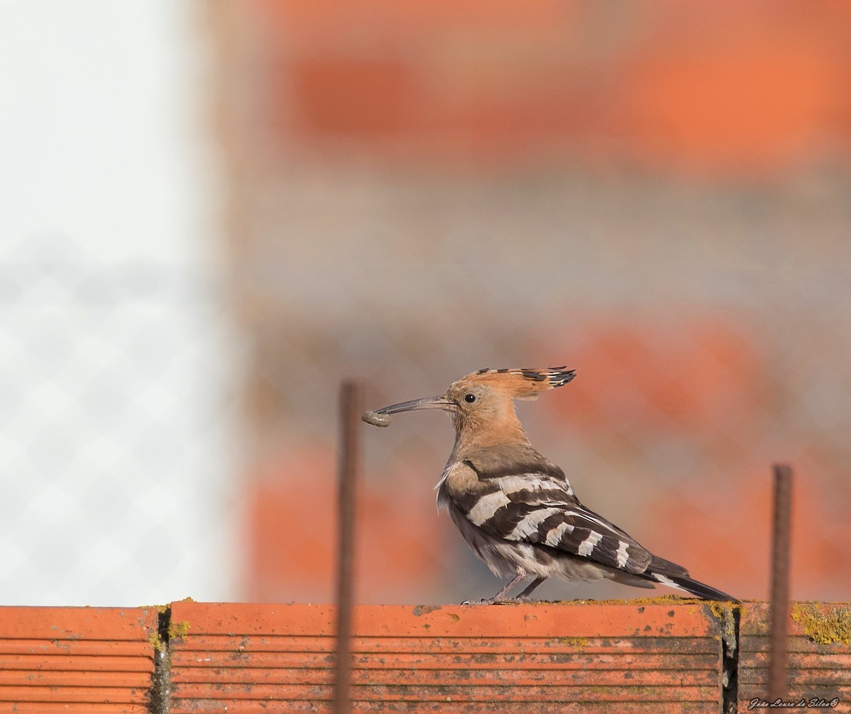 Одуд євразійський - ML362669711