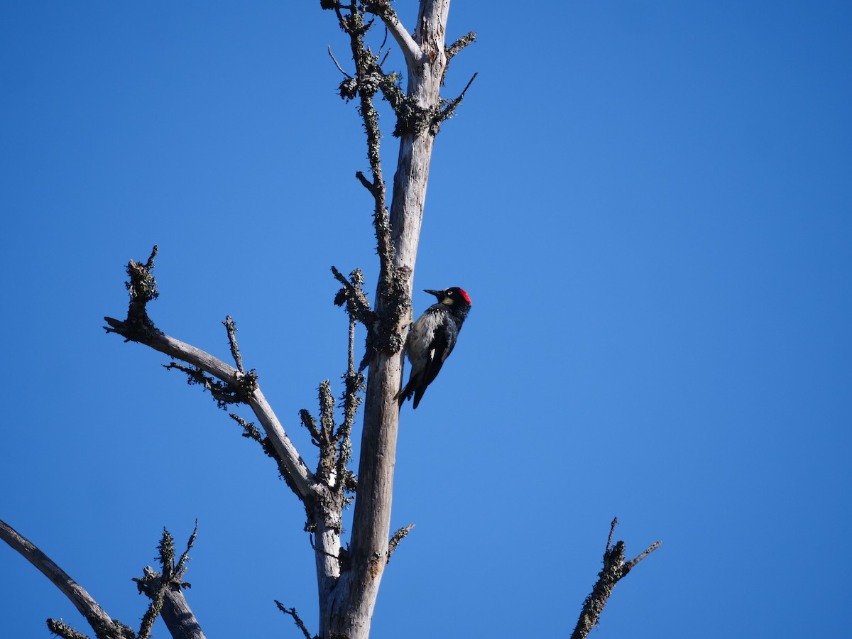 Acorn Woodpecker - ML362670261