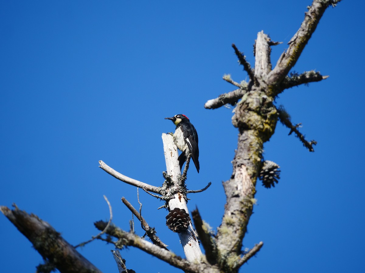 Acorn Woodpecker - ML362670271