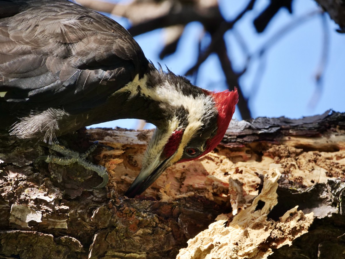 Pileated Woodpecker - ML362670541