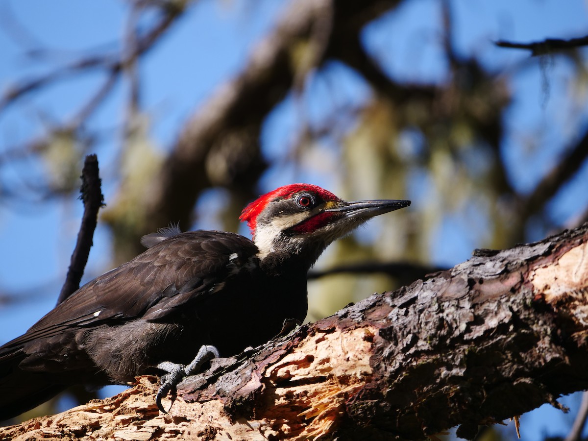 Pileated Woodpecker - ML362670561
