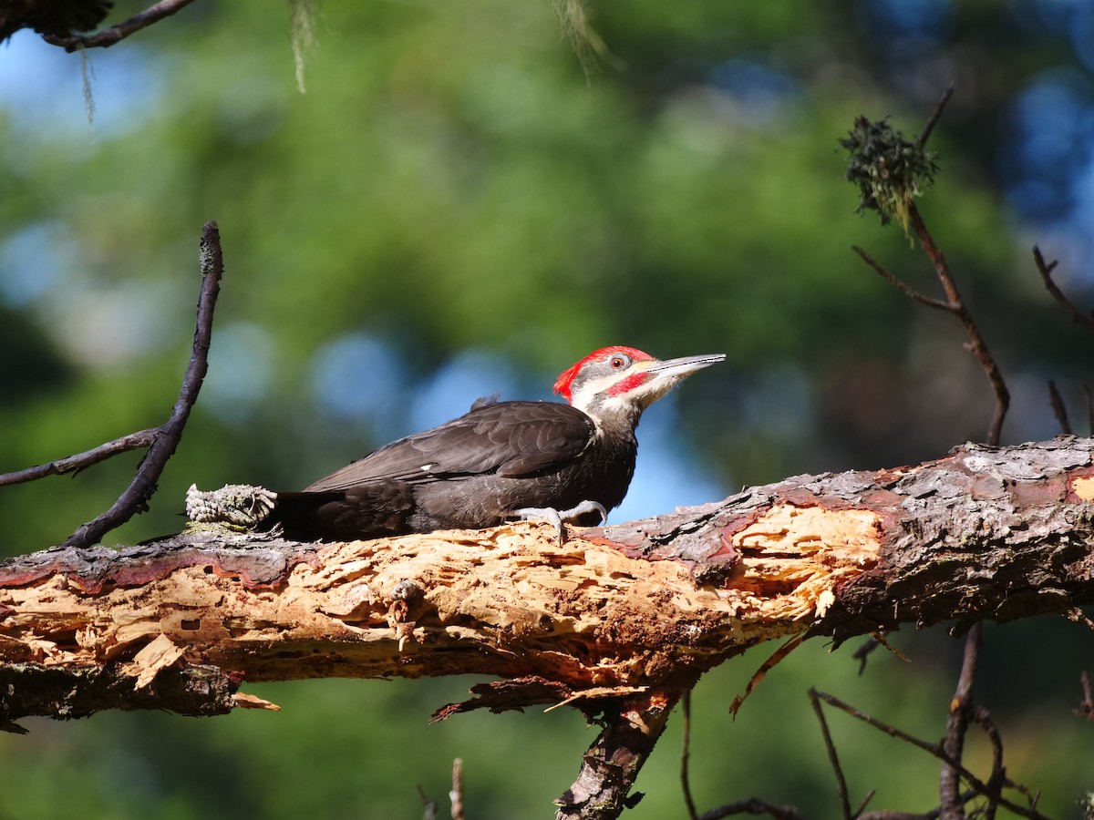 Pileated Woodpecker - ML362670571
