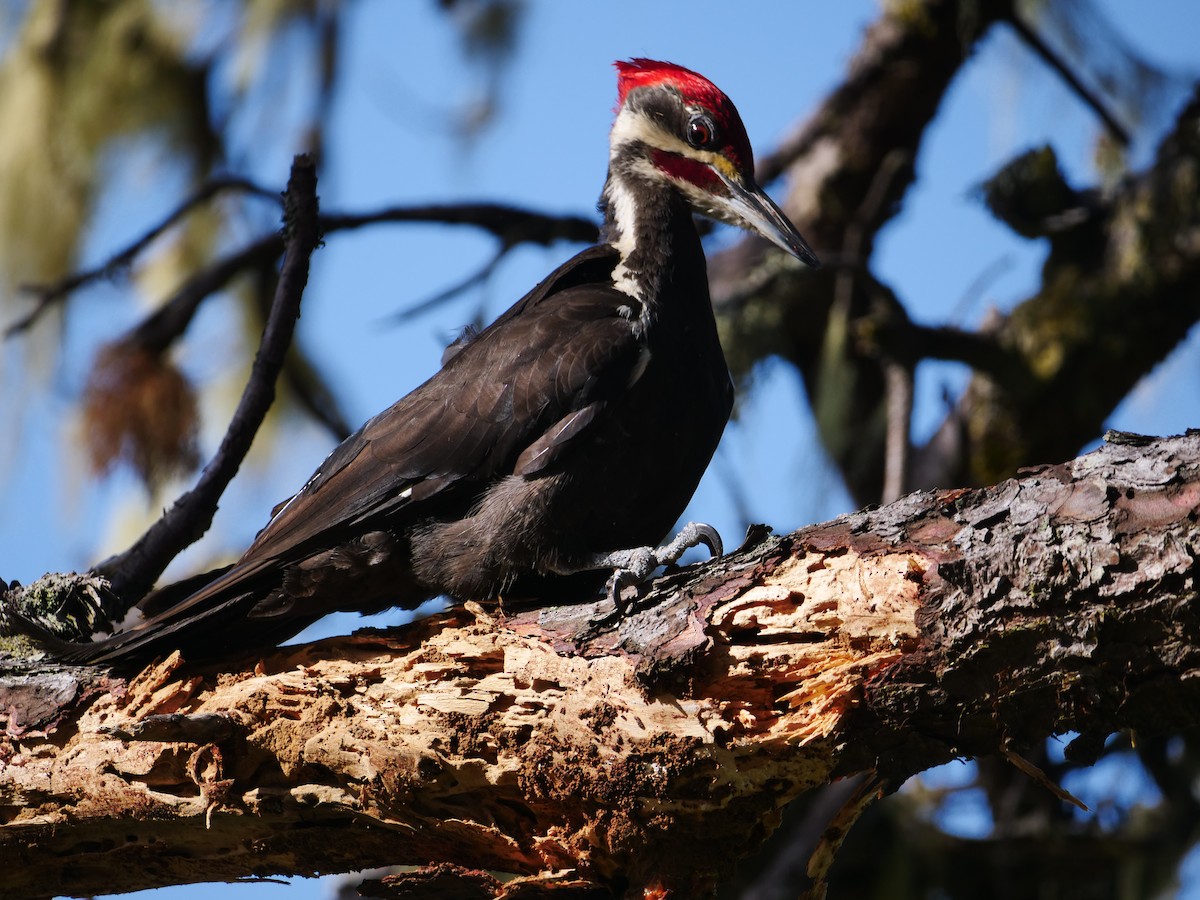 Pileated Woodpecker - ML362670611