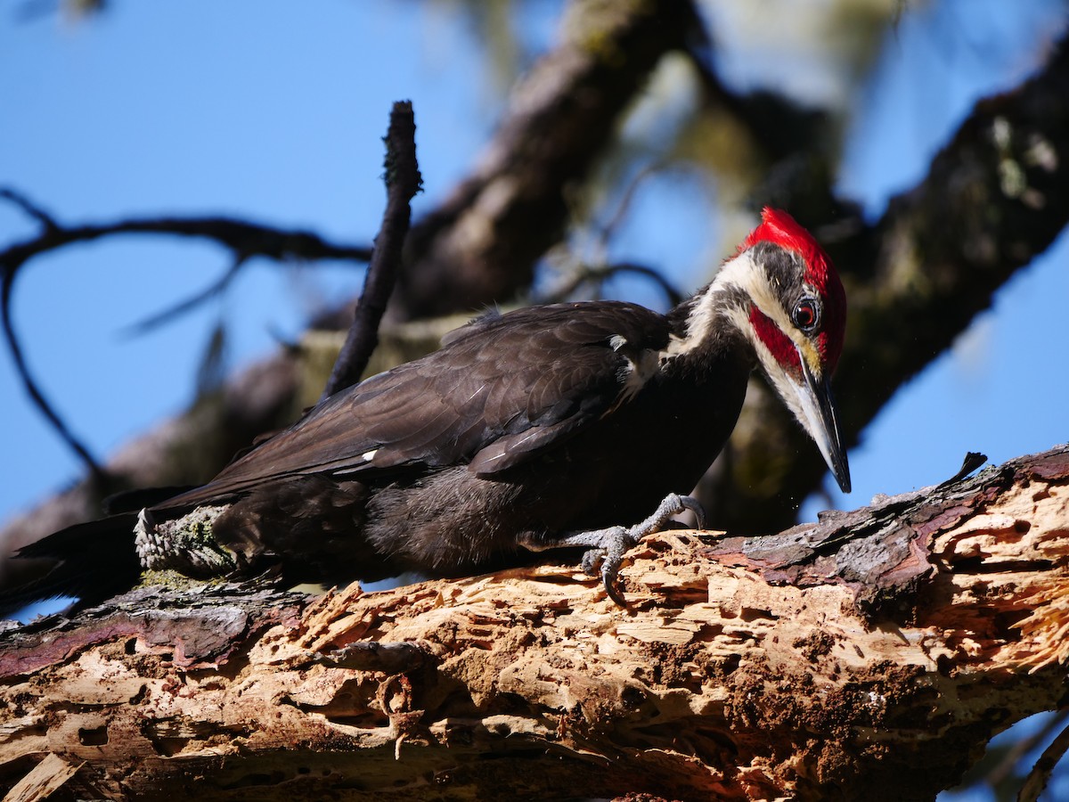 Pileated Woodpecker - ML362670621