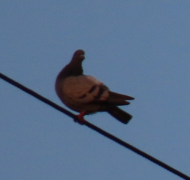 Rock Pigeon (Feral Pigeon) - ML362671721