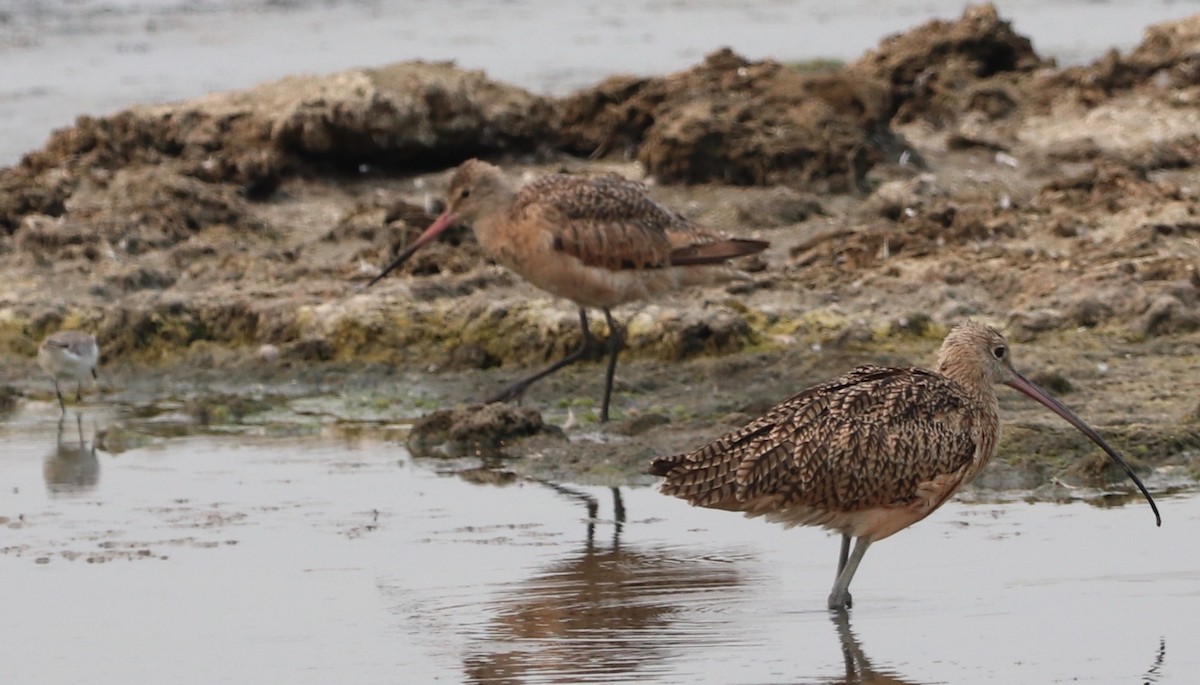 Marbled Godwit - ML362674111