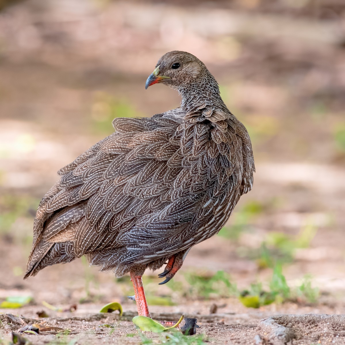 Cape Spurfowl - ML362674951