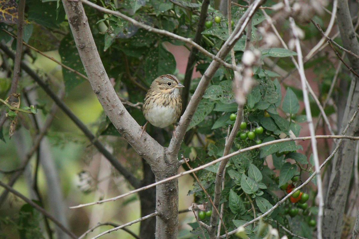 Lincoln's Sparrow - ML36267551