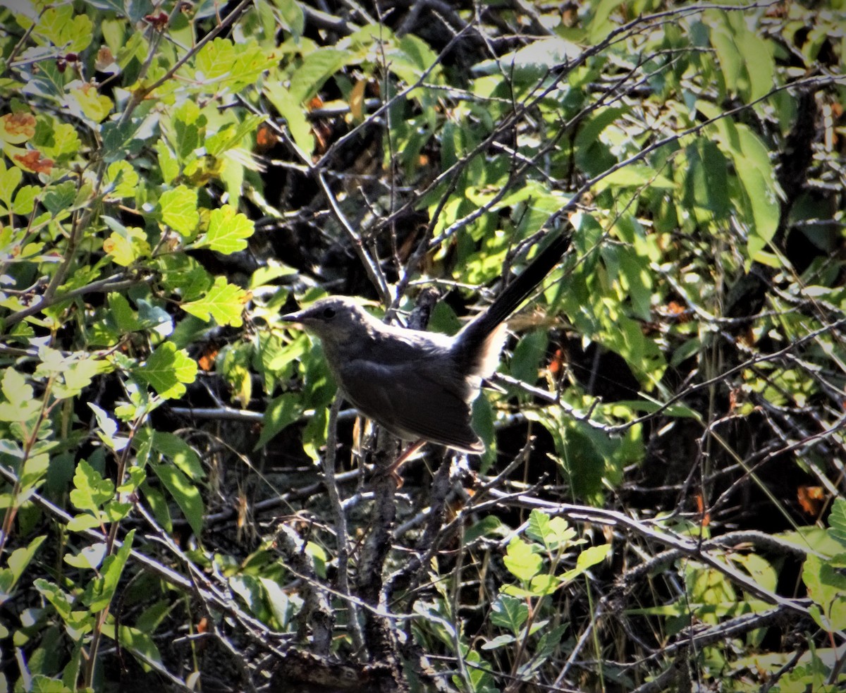 Gray Catbird - ML362677451