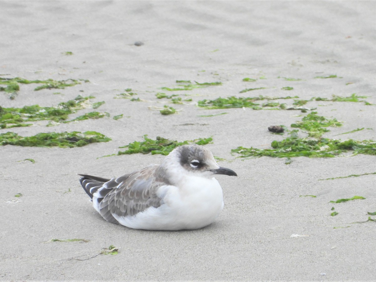 Franklin's Gull - ML362679481