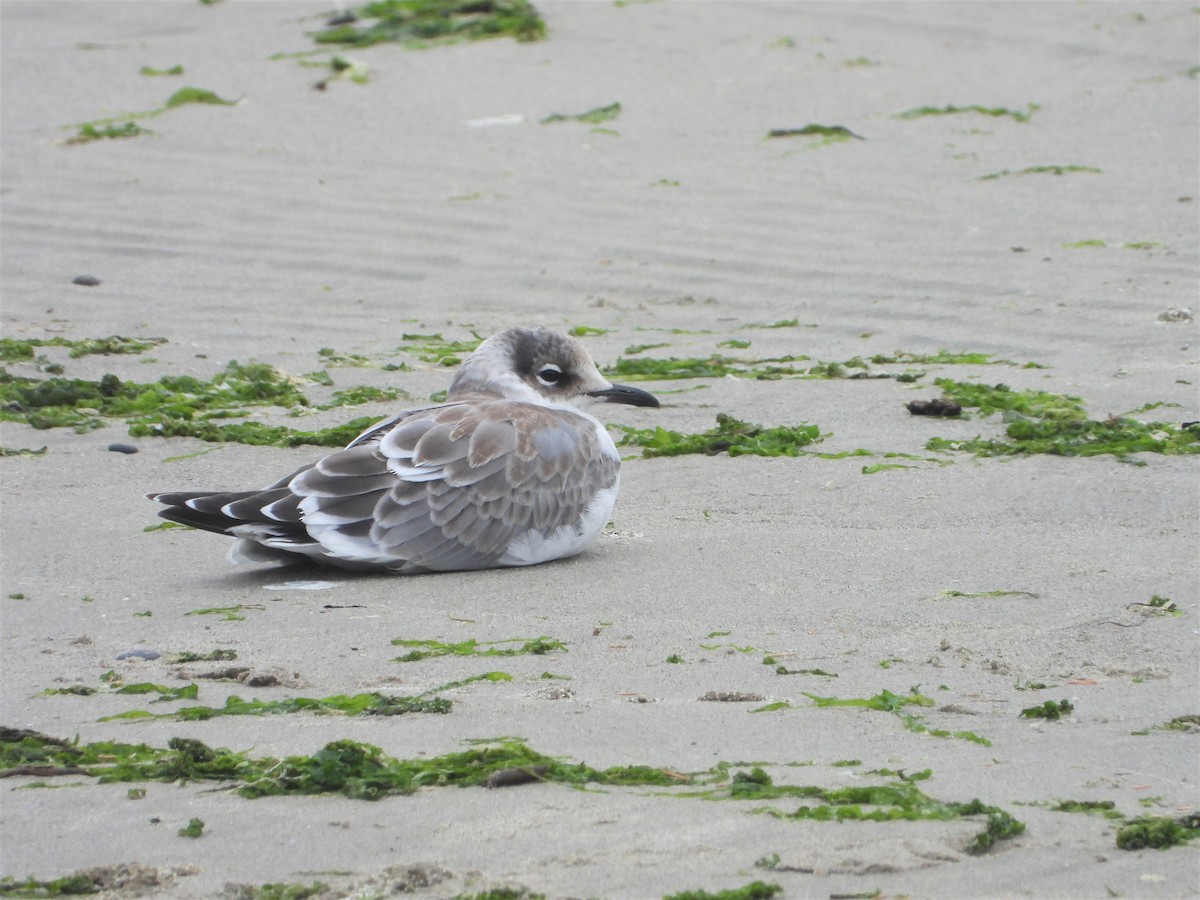 Franklin's Gull - ML362679491