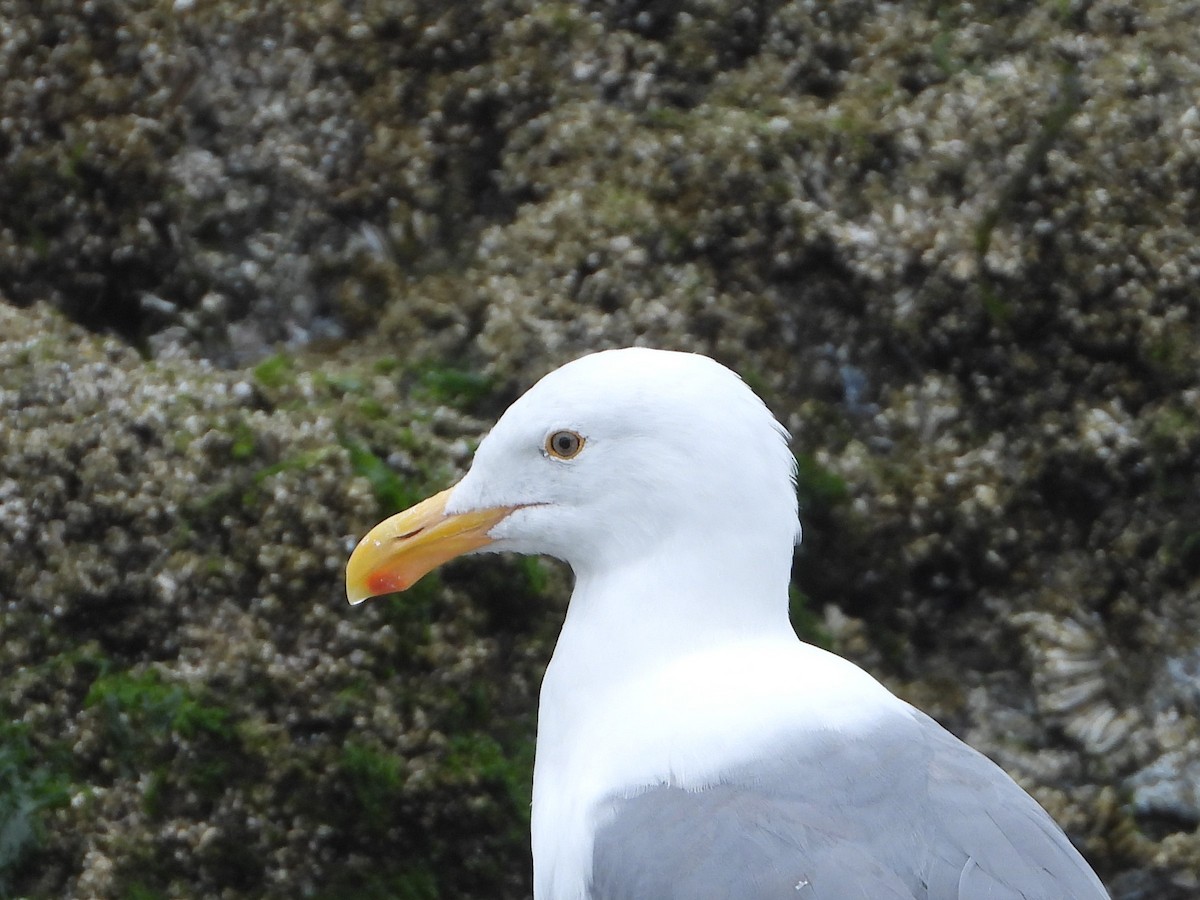 Western Gull - ML362679601