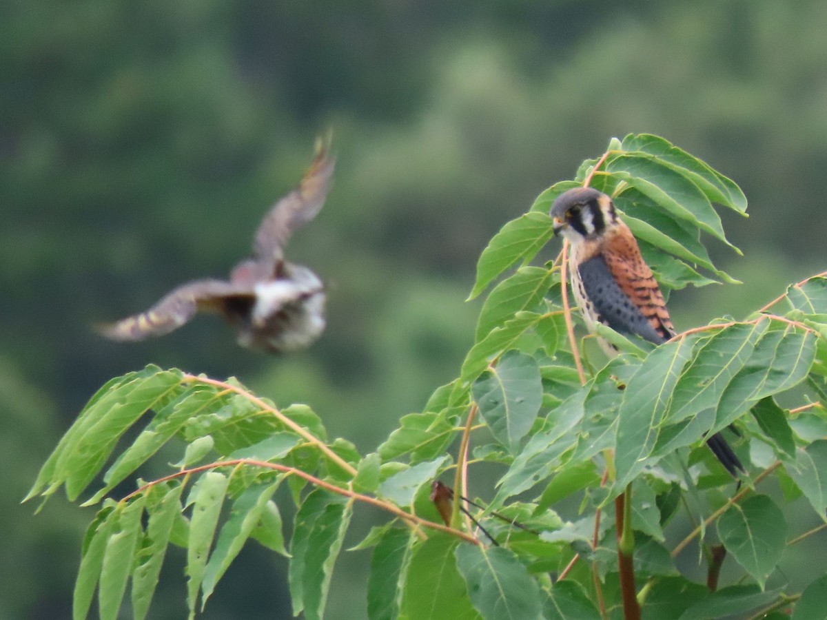 American Kestrel - ML362680341