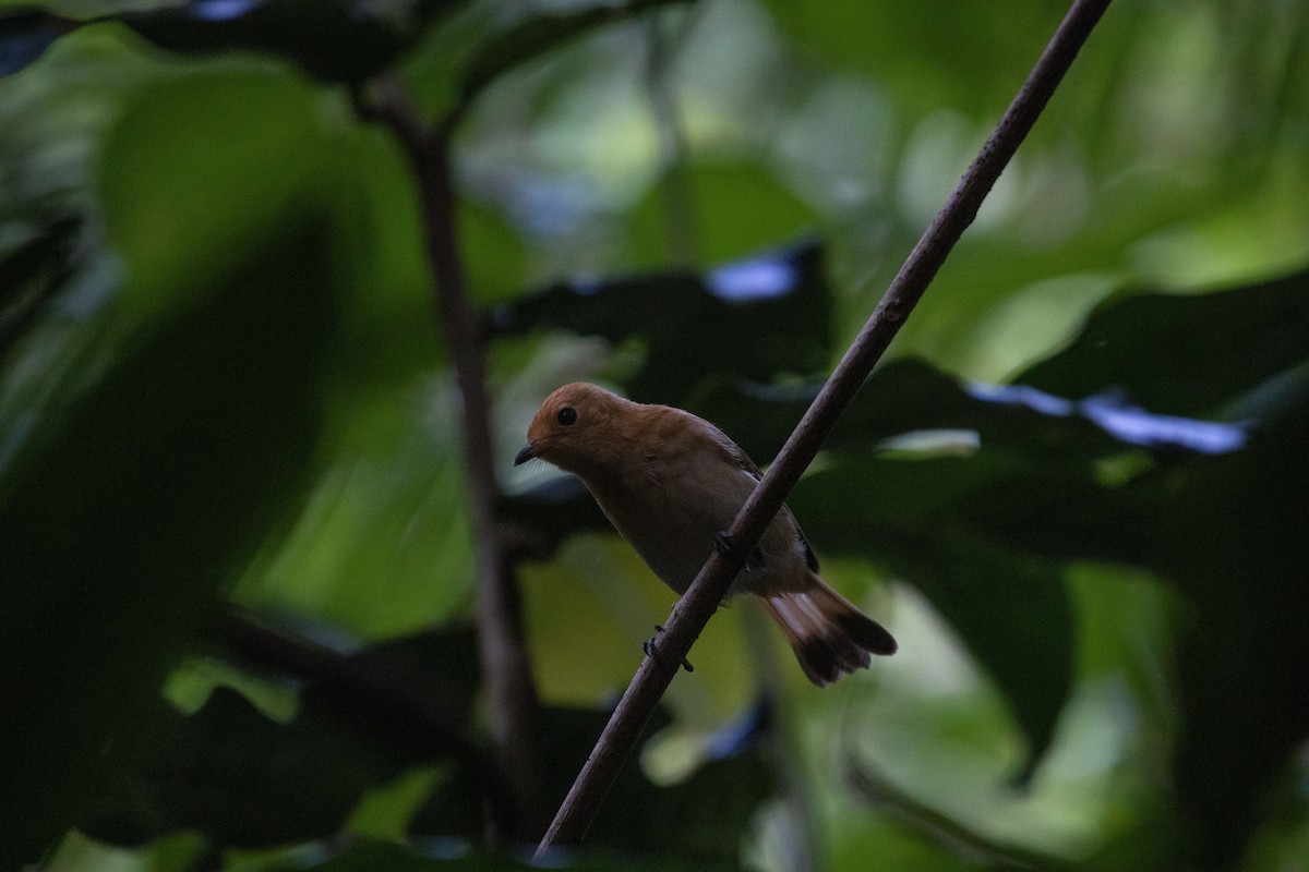 Rarotonga Monarkı - ML362681731