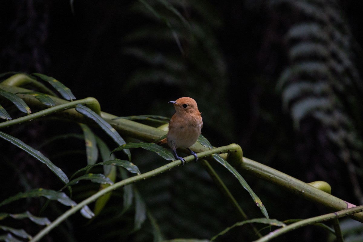 Rarotonga Monarch - ML362681781