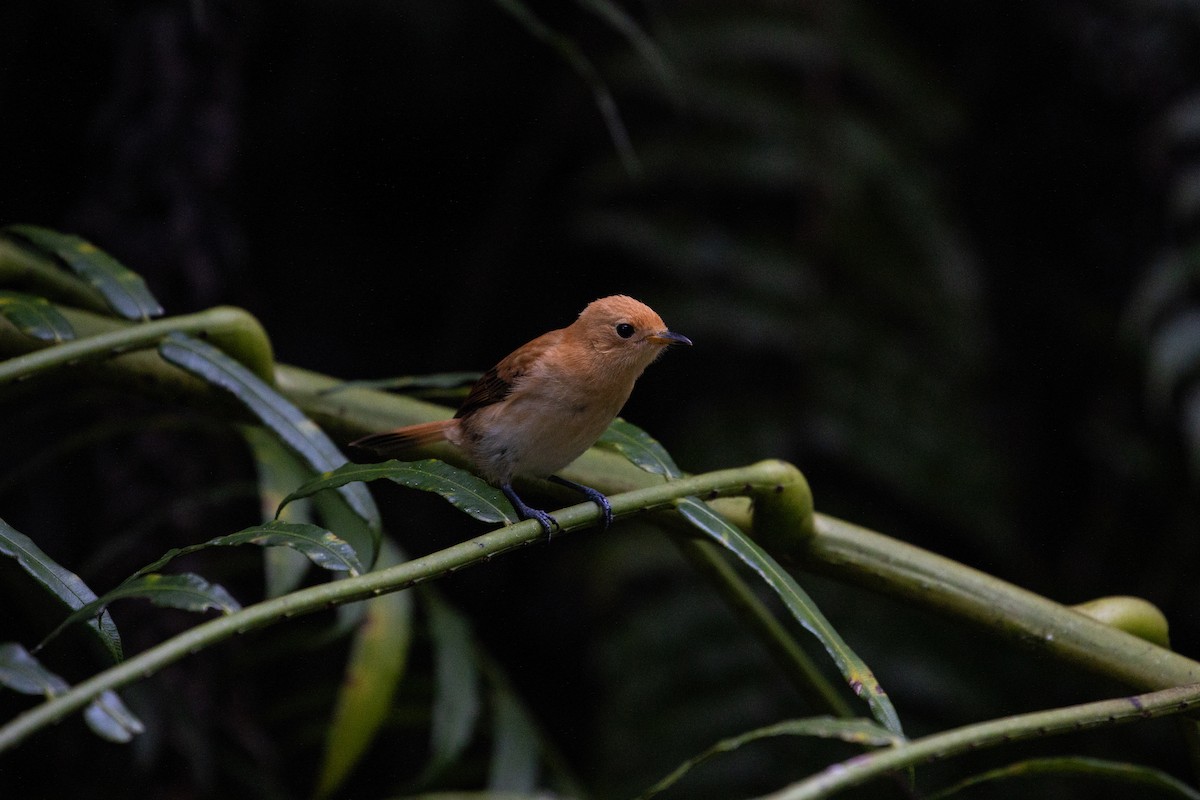 Rarotonga Monarch - ML362681851