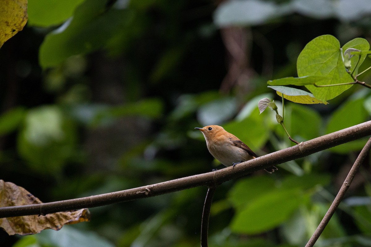 Rarotonga Monarch - ML362681861