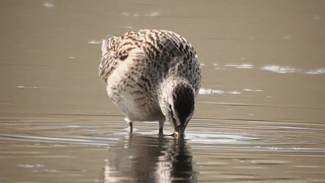 Short-billed Dowitcher - ML362681961