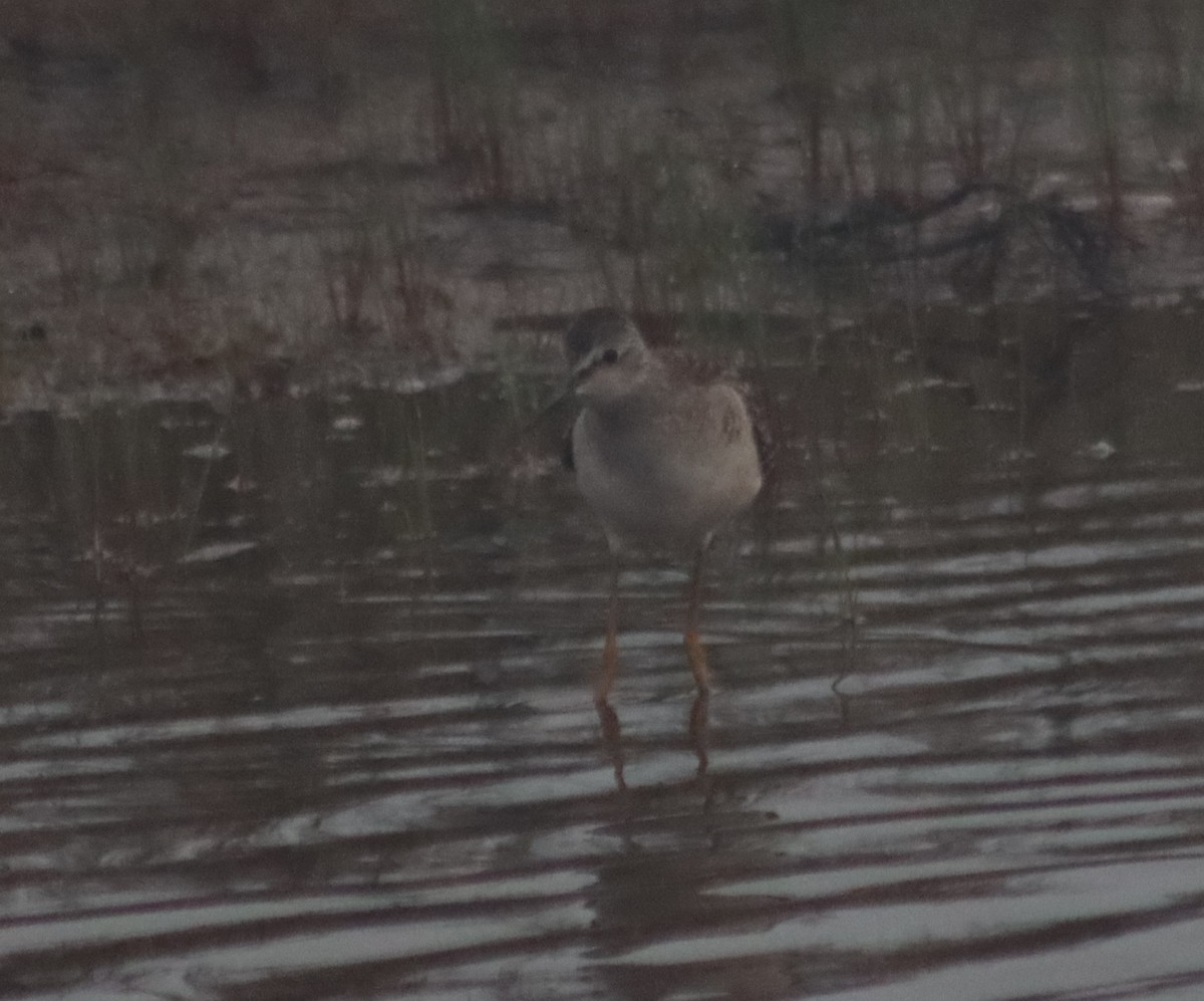 Lesser Yellowlegs - ML362682431