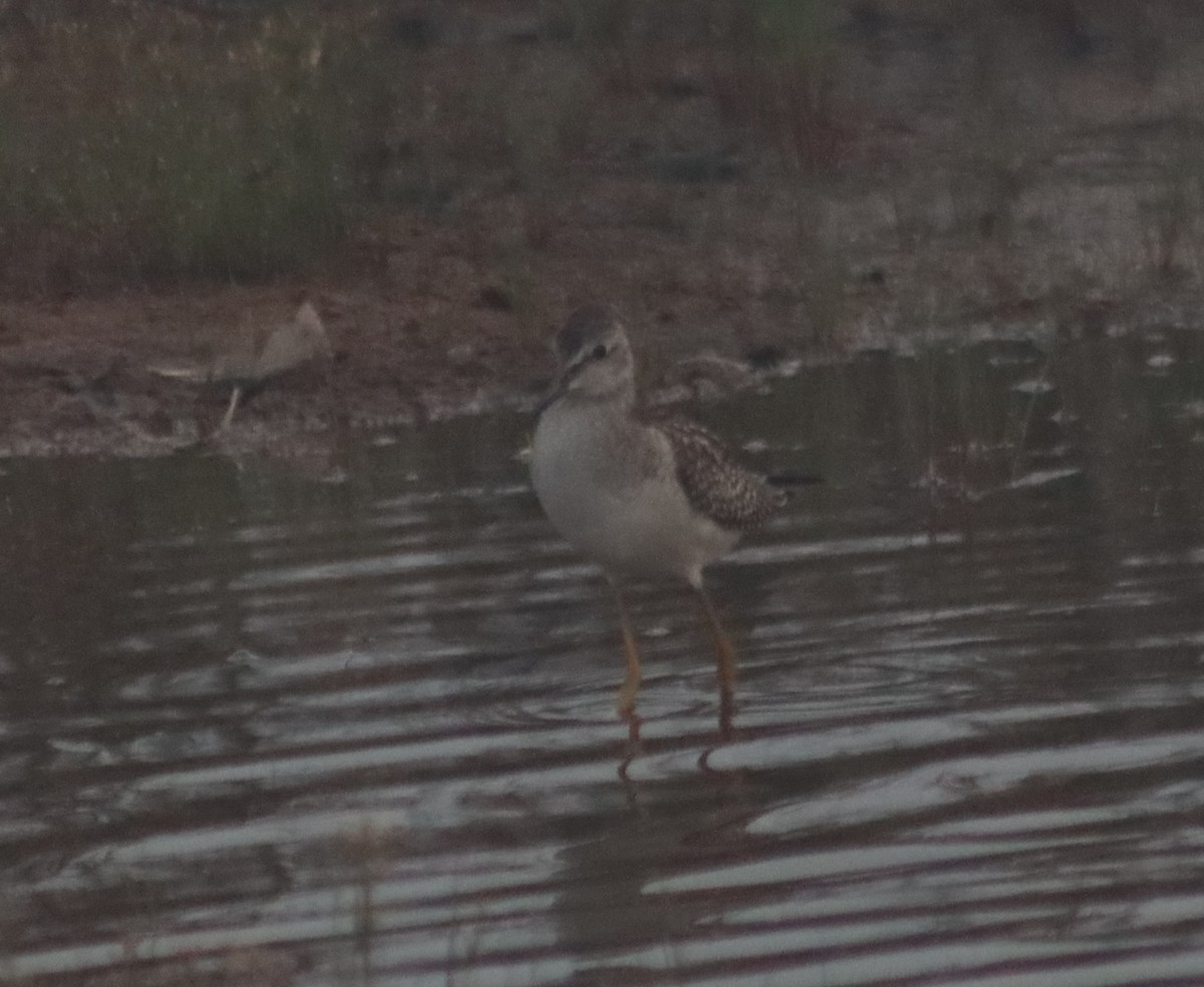 Lesser Yellowlegs - ML362682461