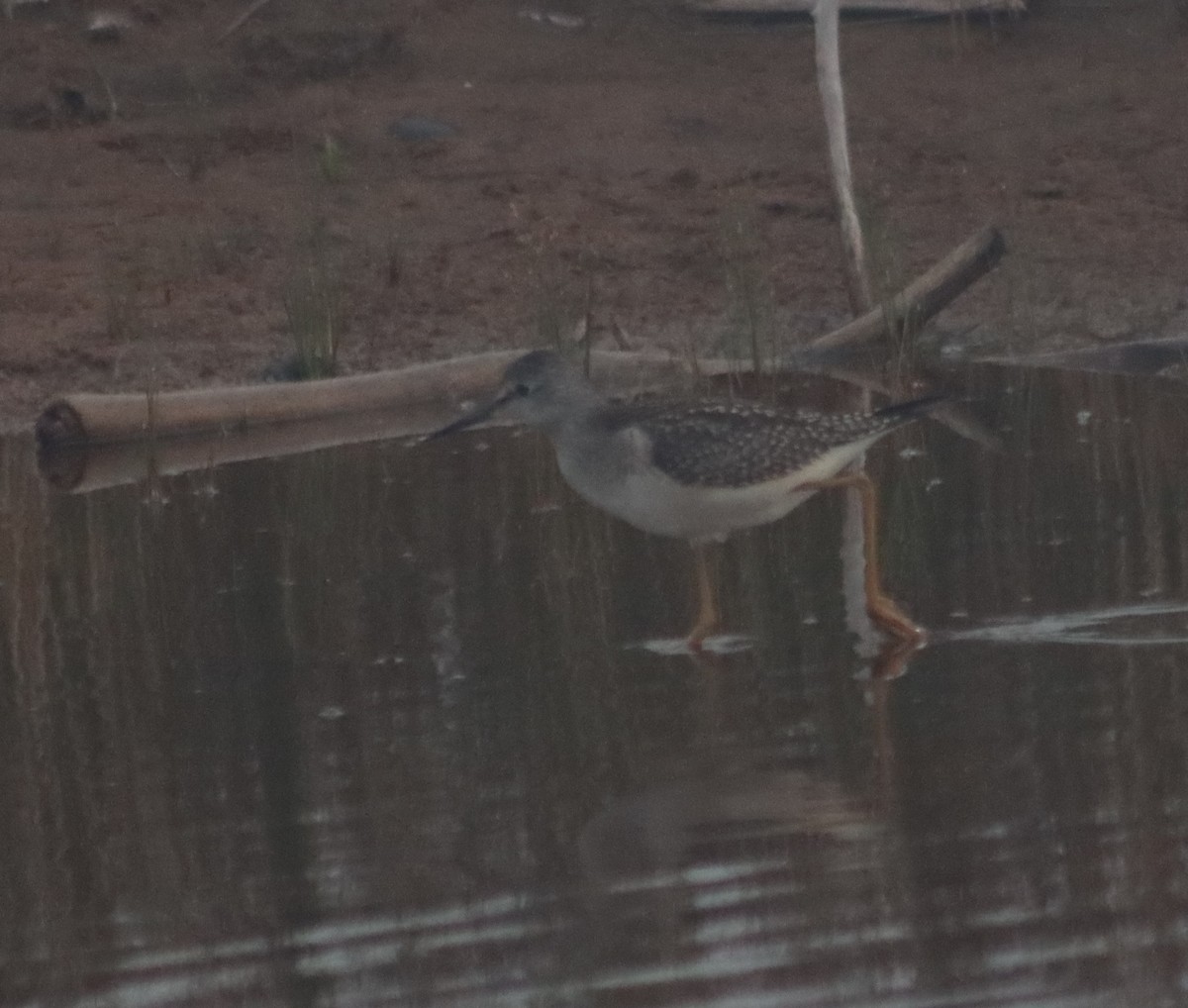 Lesser Yellowlegs - ML362682541