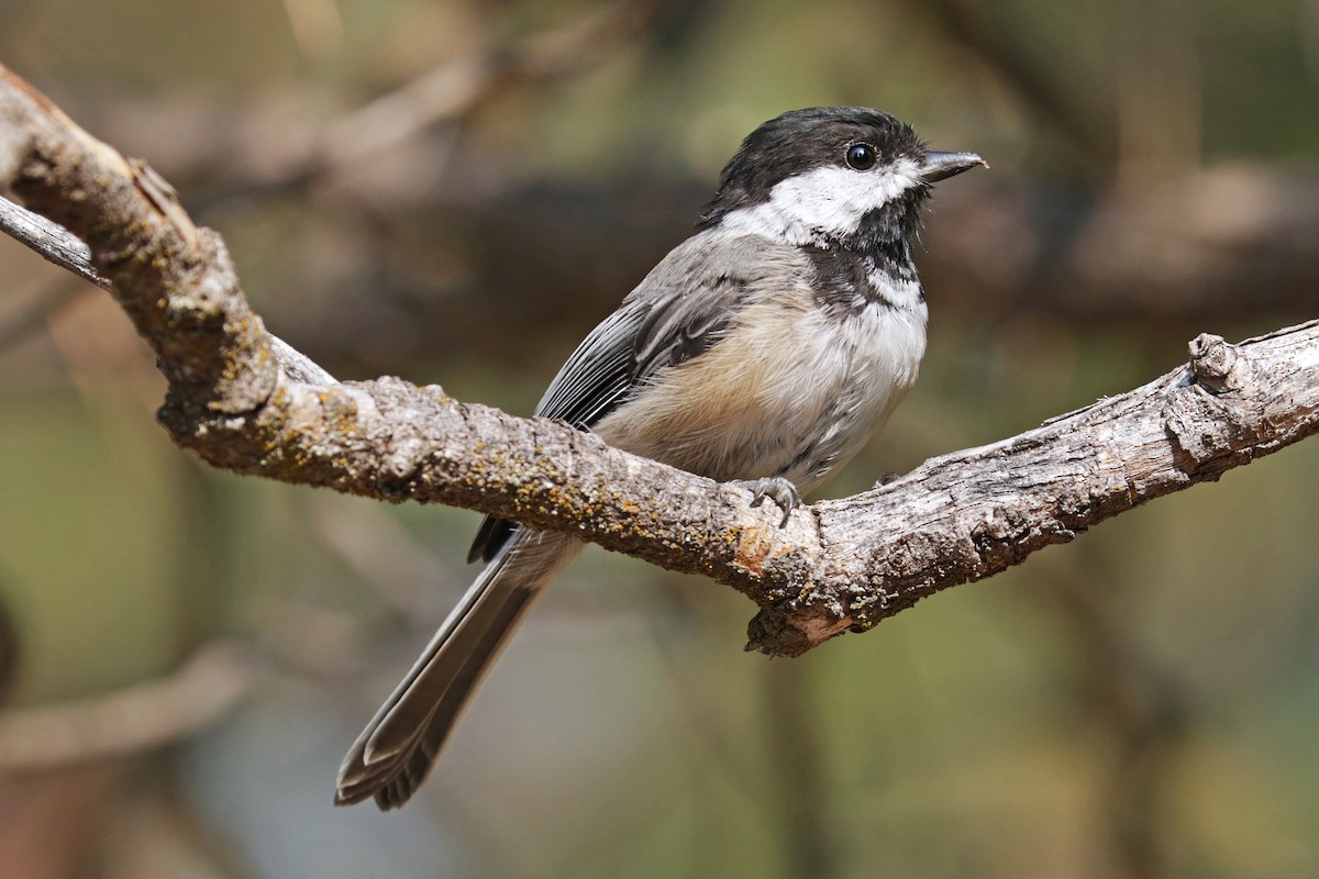 Black-capped Chickadee - ML362683481