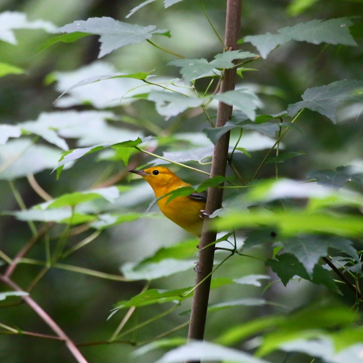 Prothonotary Warbler - ML362685931