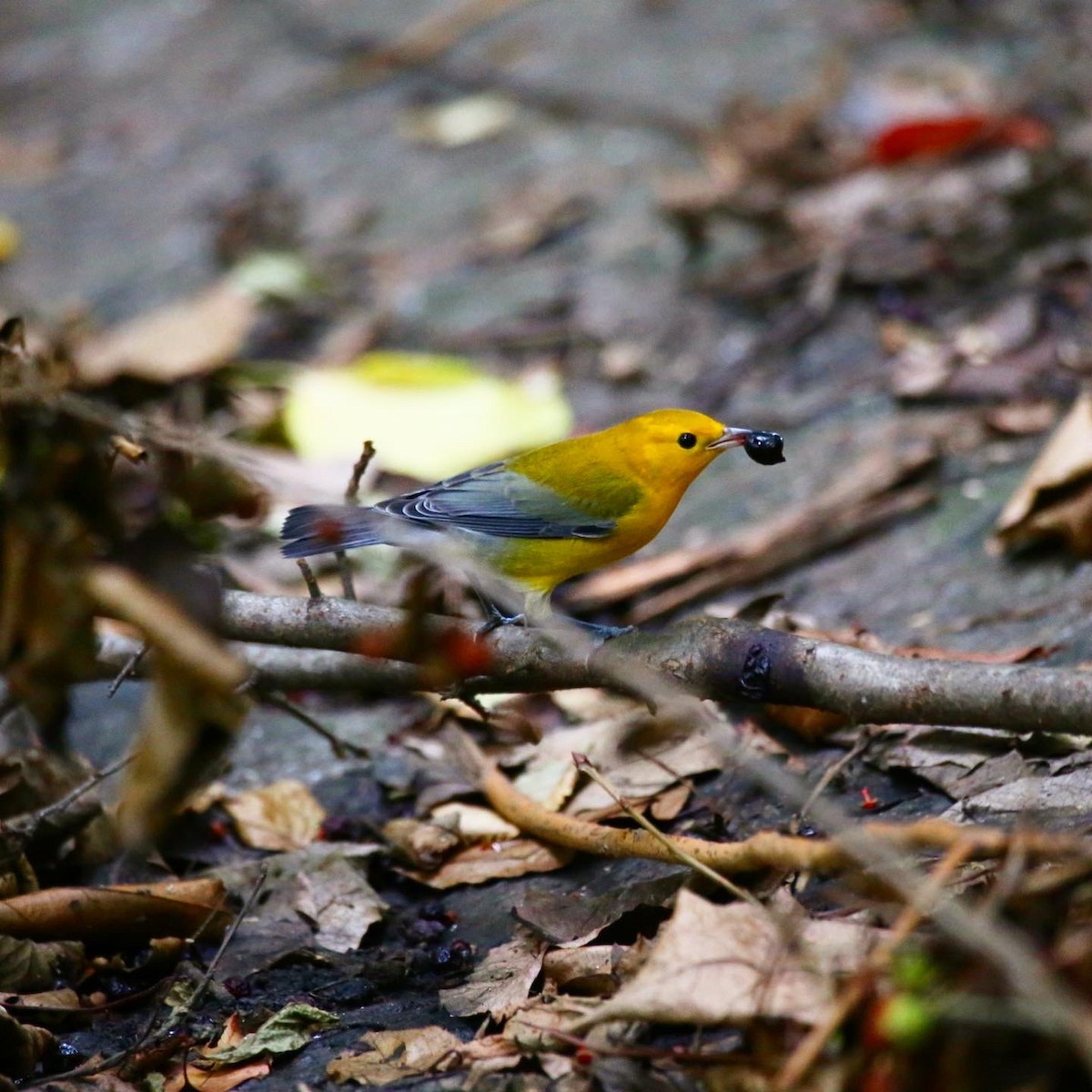 Prothonotary Warbler - ML362685971