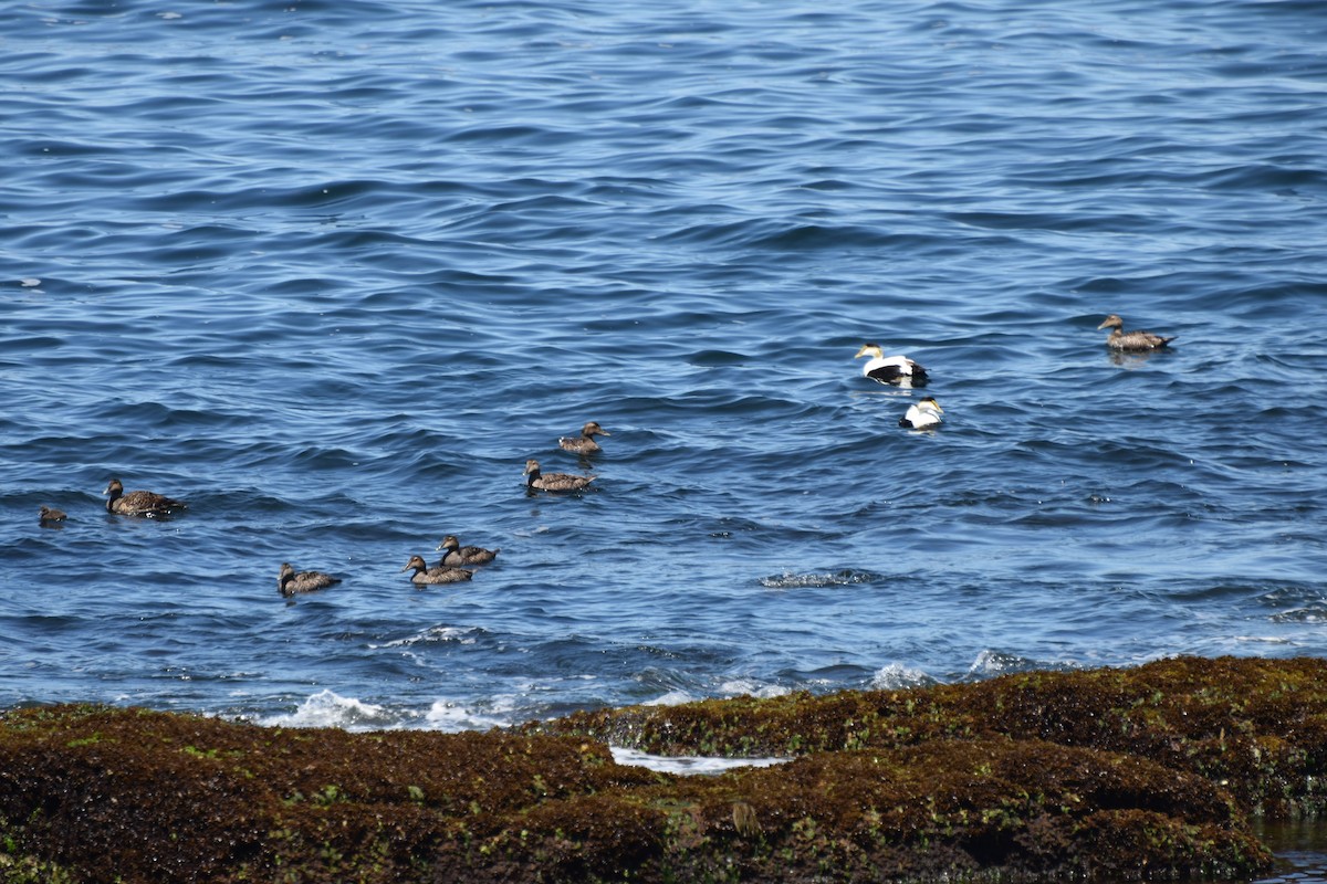 Eider arrunta - ML362687561