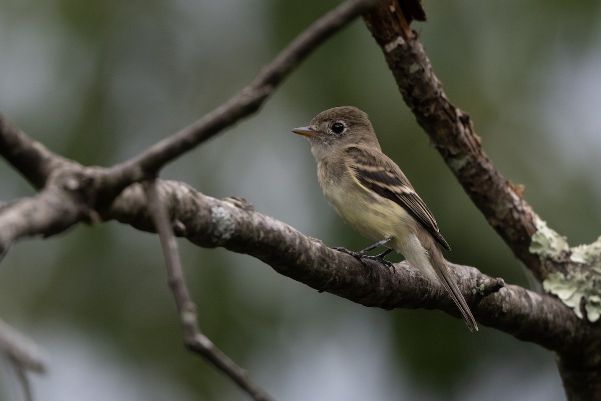 Least Flycatcher - Steve Rappaport