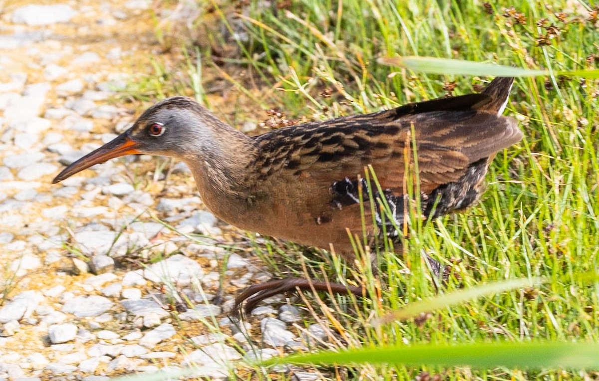 Virginia Rail - Robert Bochenek